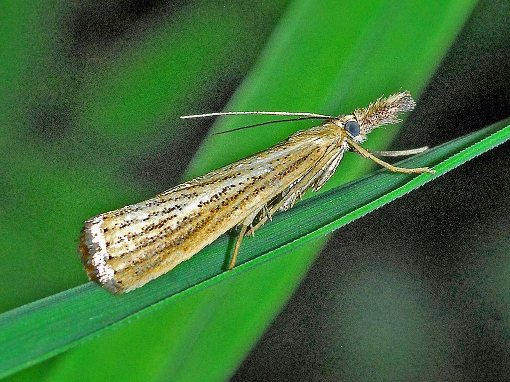 Crambidae: Agriphila straminella?  S